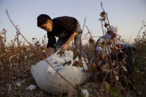 Bukhara, Uzbekistan, October 17, 2009 - Bobur, 13, picks cotton with other students in a field near Bukhara. (Photo / Nicole Hill).