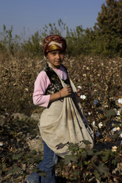 A young girl picks cotton with her mother in a village near Bukhara
