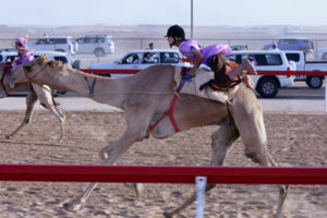 child racing on a camel in UAE