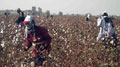 cotton harvest begins in uzbekistan