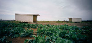 photo of a field growing vegetables to illustrate modern slavery today