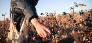 Forced labour in Uzbekistan in cotton field