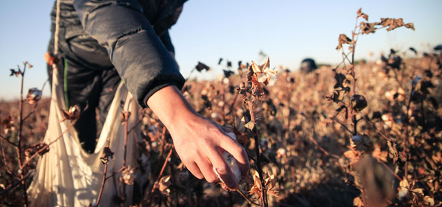 Image of cotton harvester in cotton fields