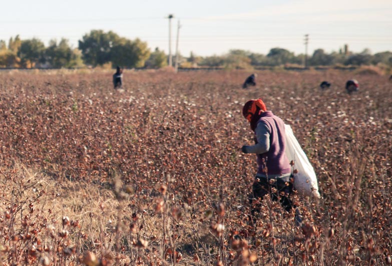 Uzbekistan cotton worker