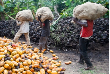 Men carrying cocoa pods. Slavery is common in cocoa supply chains