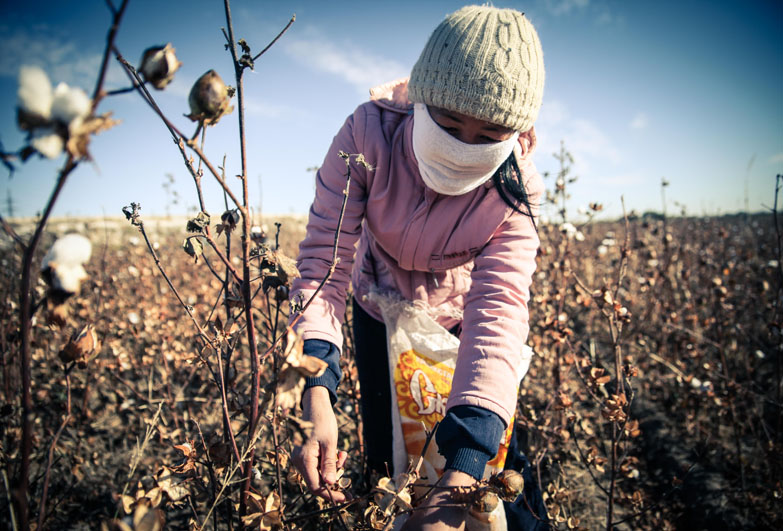 Young woman picking cotton in Uzbekistan wearing face mask