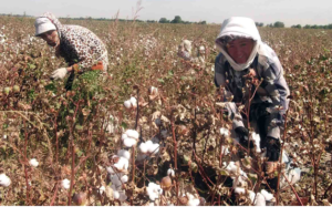 cotton harvesting in Uzbekistan