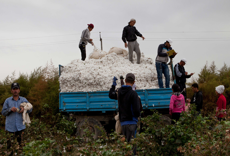 forced labour in cotton industry in Uzbekistan