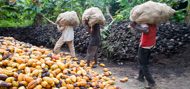 Men carrying heavy bags of cocoa pods