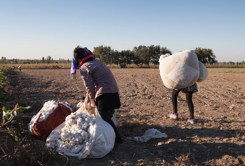 Uzbekistan cotton harvest people carry heavy sacks of cotton