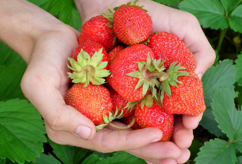 Strawberries