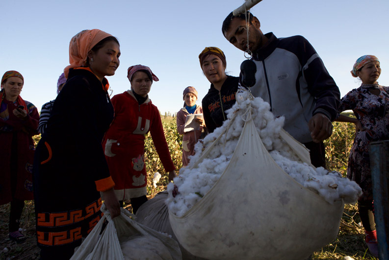 Forced labour in the cotton industry in Uzbekistan affects global supply chains