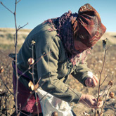 Uzbekistan forced labour in cotton industry