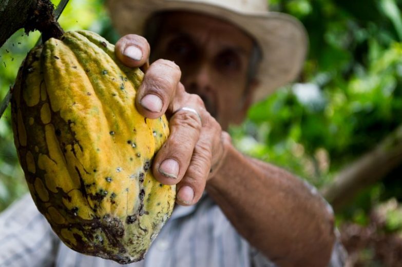 cocoa-picking-supply-chain