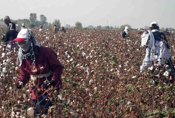 people picking cotton