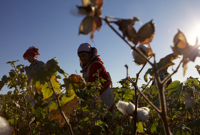 Woman picking cotton in field