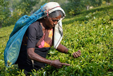 tea-picker-India