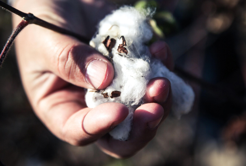 Cotton picker's hand