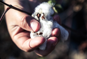 forced labour for cotton picking