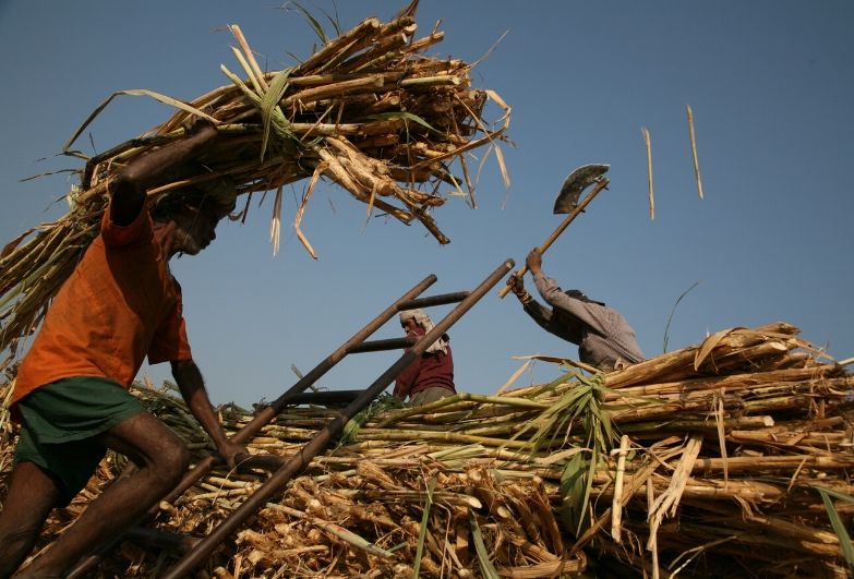 worker carrying straw