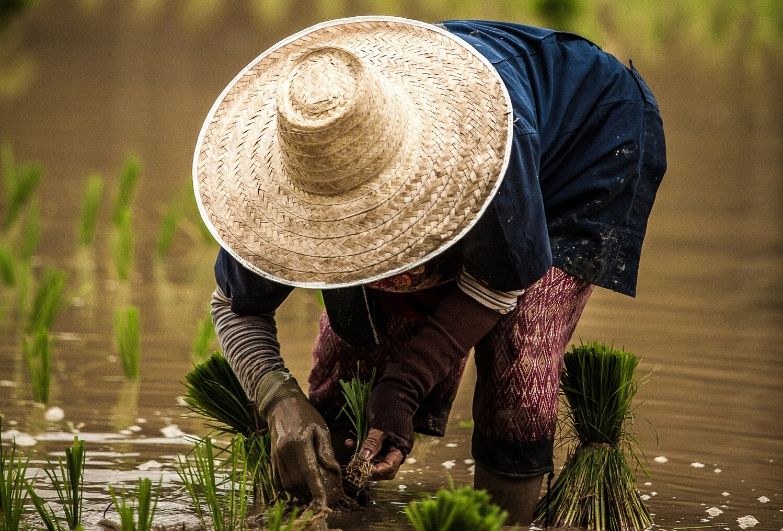 Eduardo Pim via Unsplash Woman harvesting rice