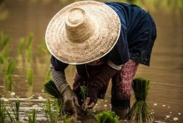 Woman harvesting rice
