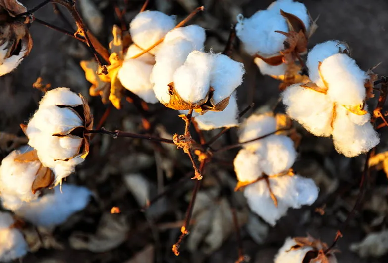 Cotton plants