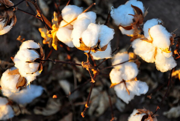 Turkmenistan cotton harvest