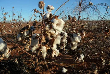 Cotton growing