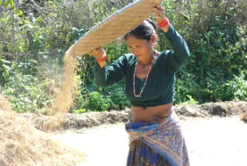 Woman sifting rice