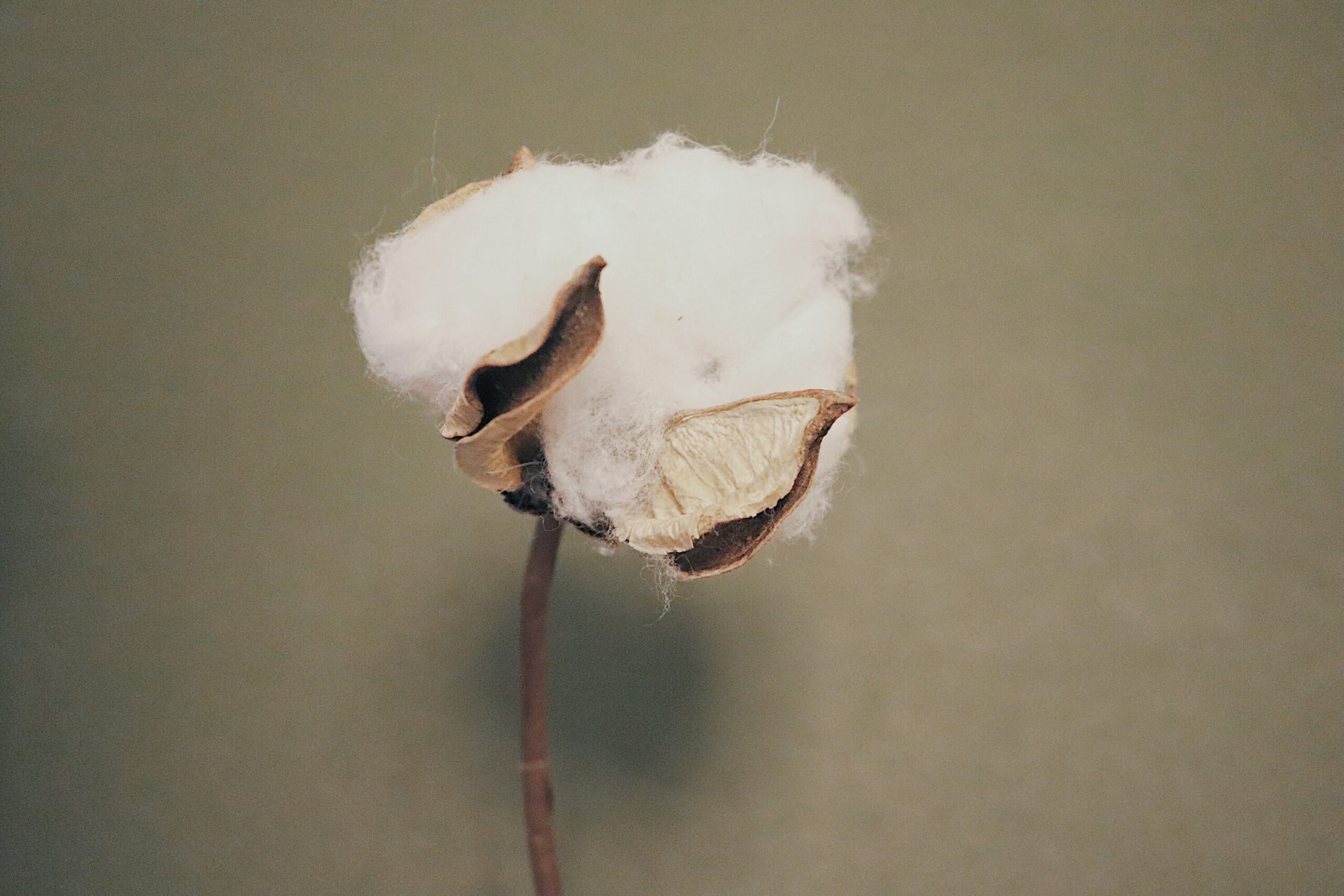 turkmenistan cotton harvest