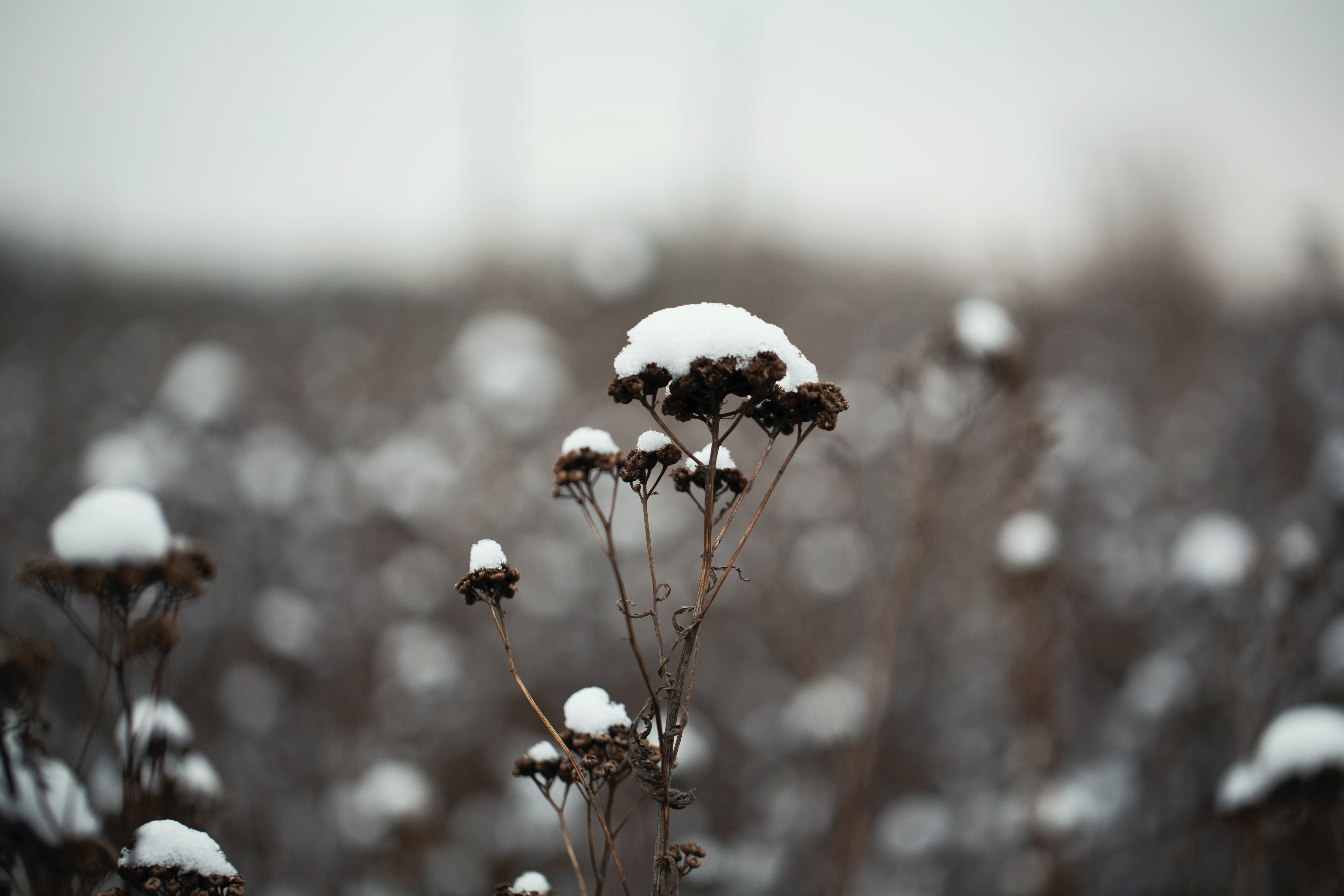 Turkmenistan cotton harvest