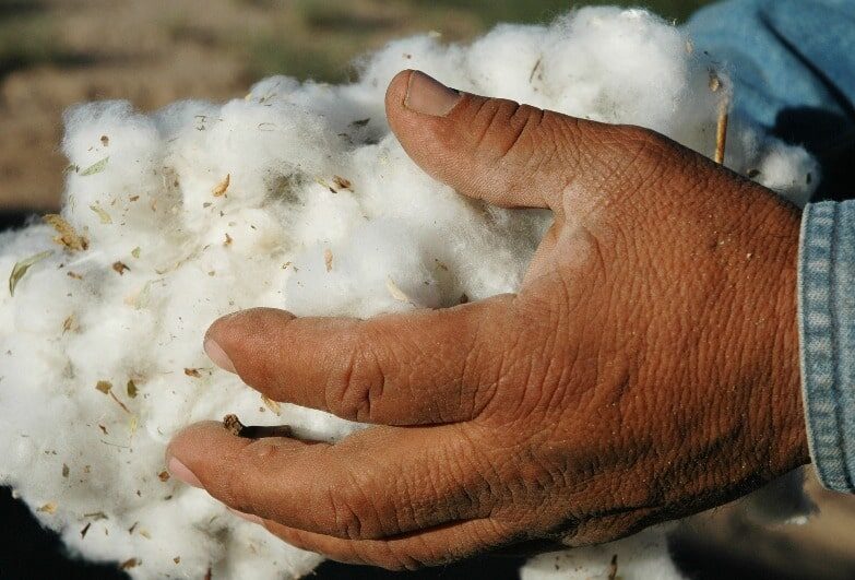 cotton