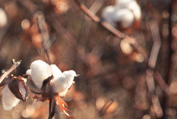 A cotton field. Credit Simon Buxton