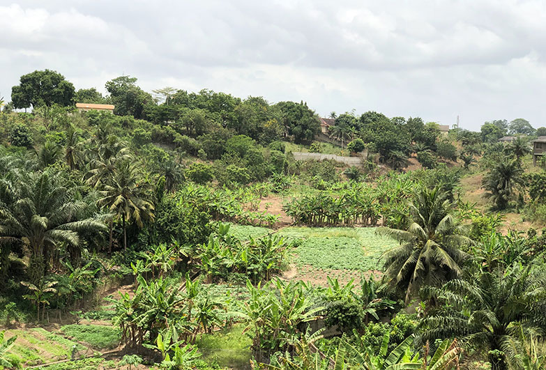 Green trees, fields and plants in Ghana