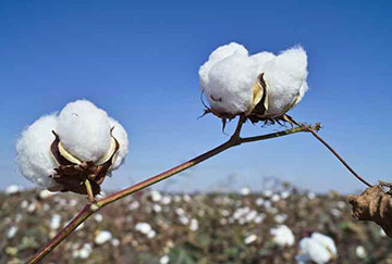 Cotton growing in a field