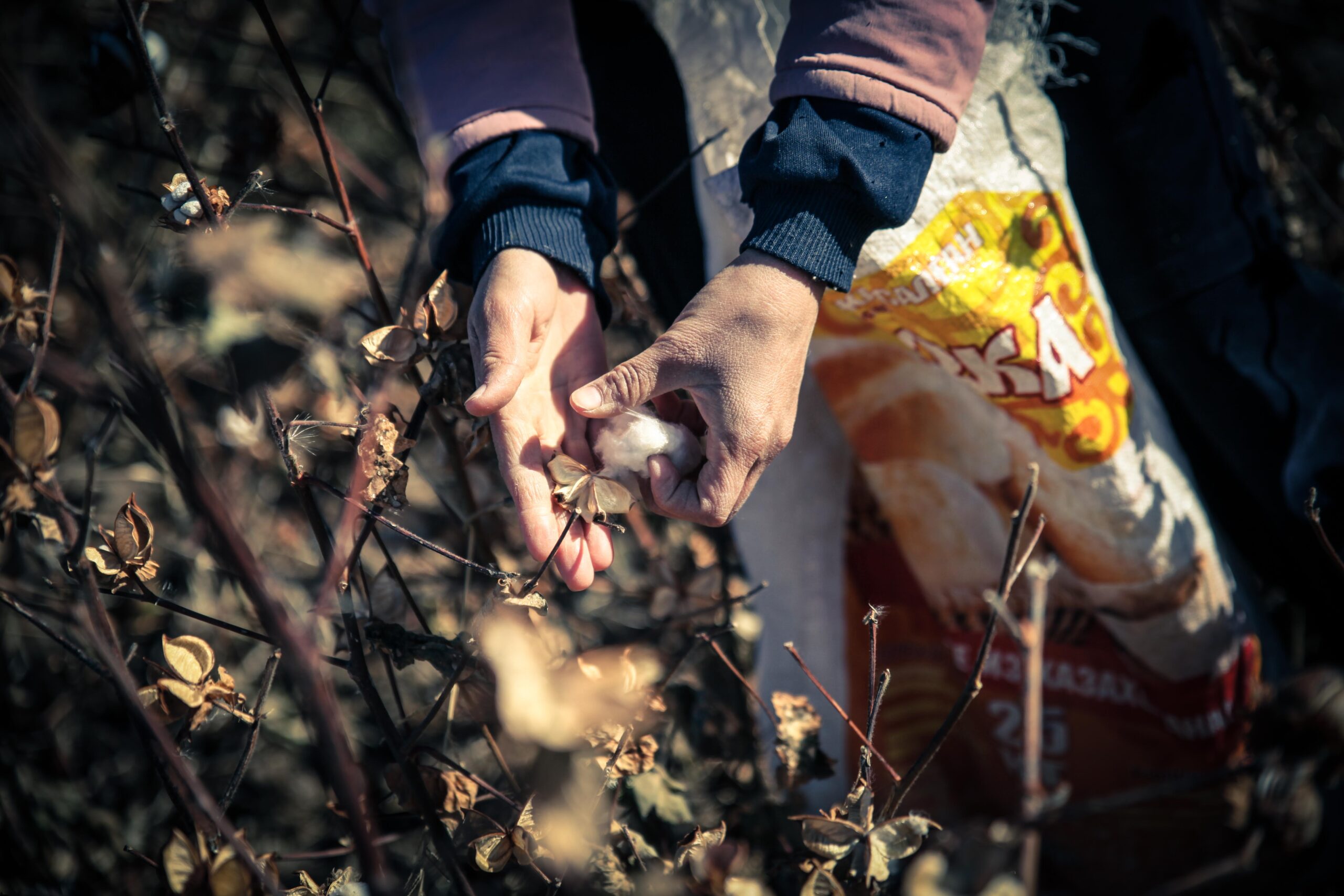 Hands holding cotton in a cotton field