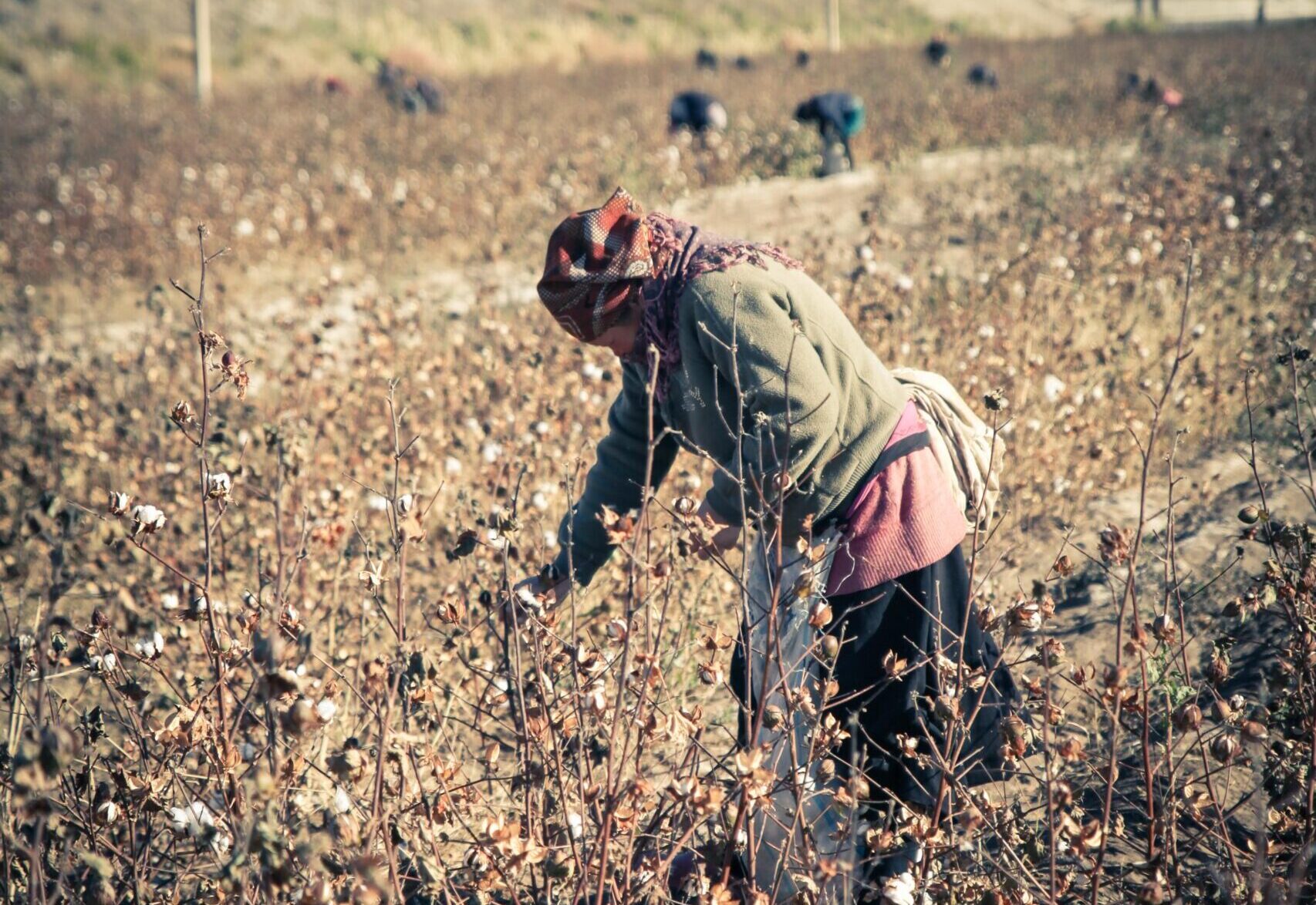 woman picking cotton