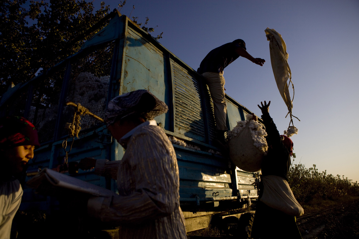 Cotton workers in a cotton field