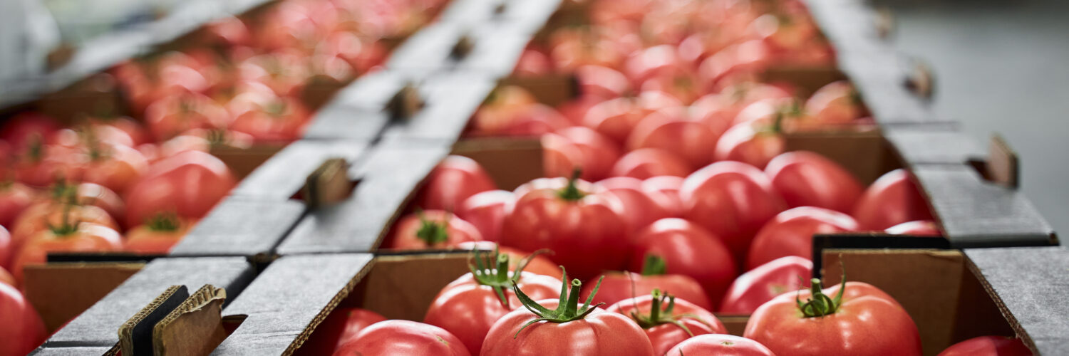 Tomatoes placed in cardboard boxes stored at a vegetable processing plant