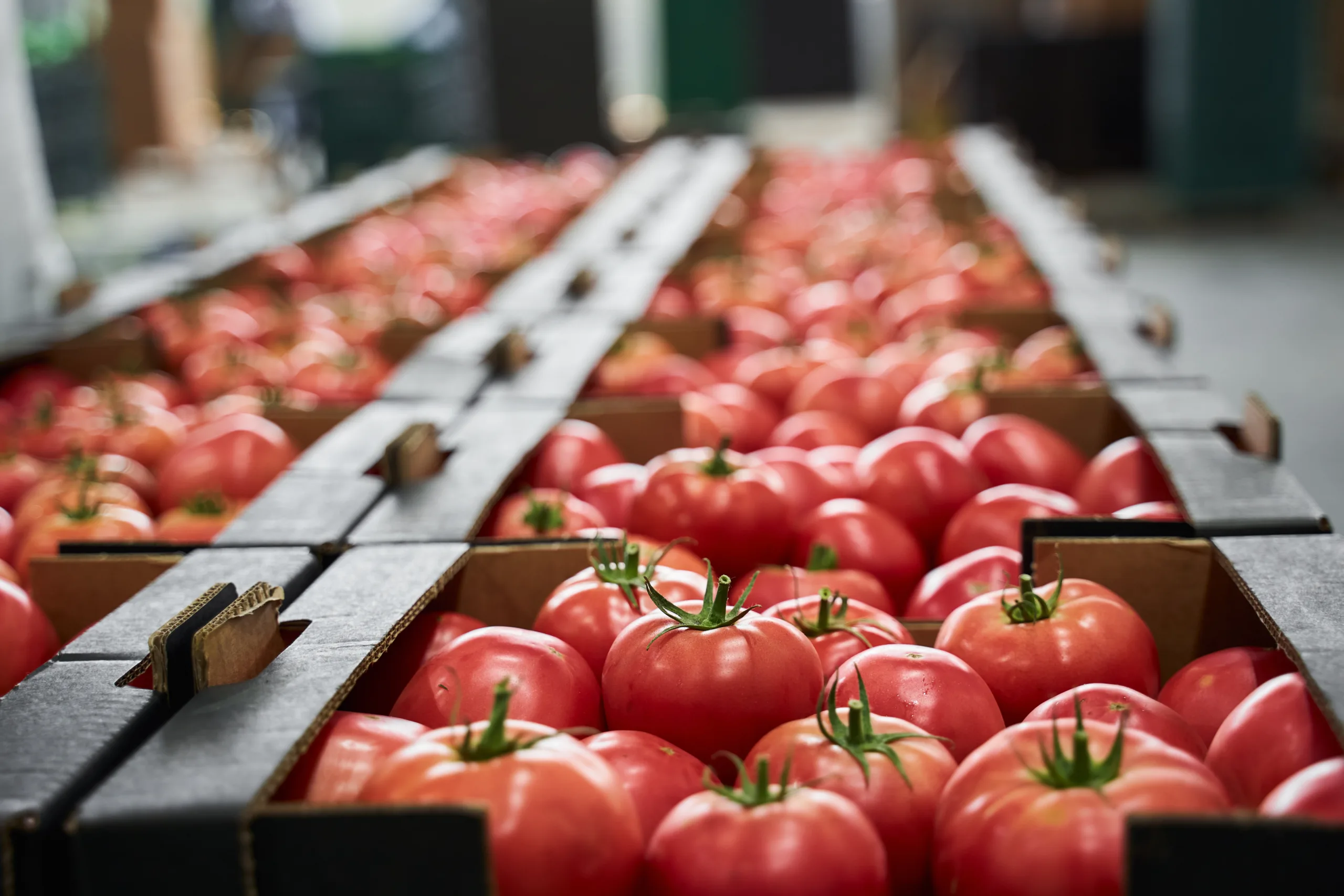 BBC investigation suggests UK supermarkets are selling products “likely to contain” tomatoes made using forced labour