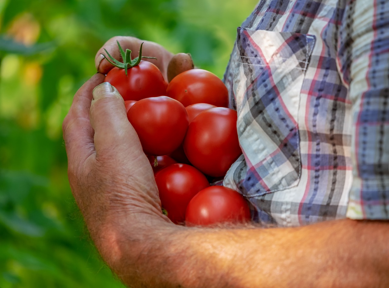 Man holding tomatoes