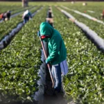 Forced labourers working on a farm