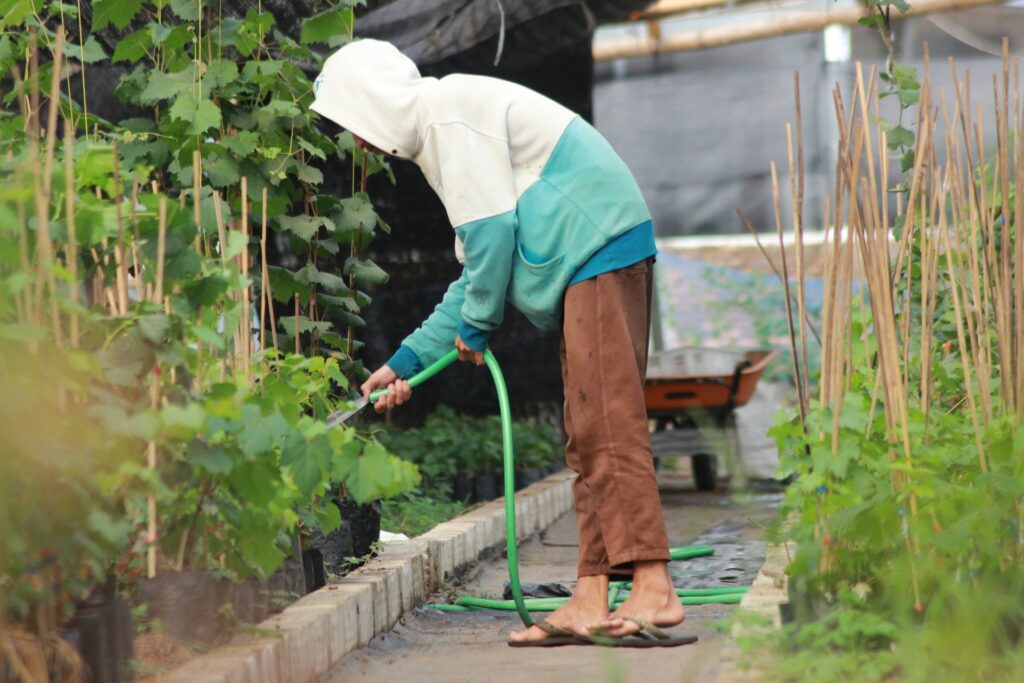 A person watering vegetables, but you can't see their face.
