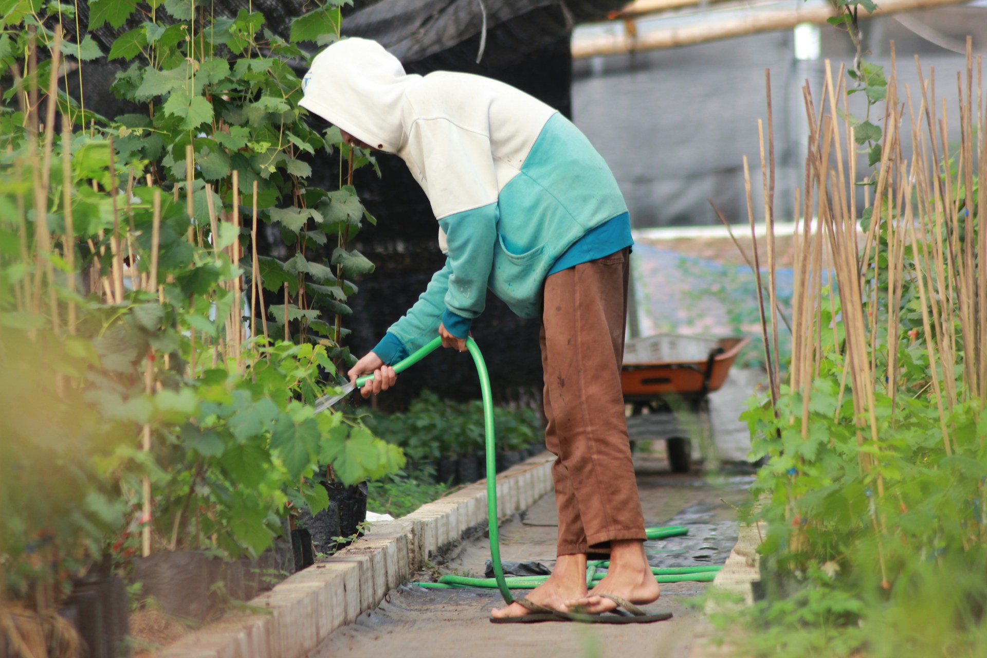 A person watering vegetables, but you can't see their face.